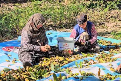 Sındırgı’da ceviz rekoltesi üreticiyi sevindirdi