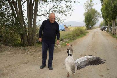 Sürünün dışladığı kaz, İsmail dedenin peşini bırakmıyor
