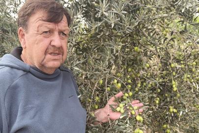 Tavşan Yüreği zeytinini dünya sahnesine çıkarmaya hazırlanıyor