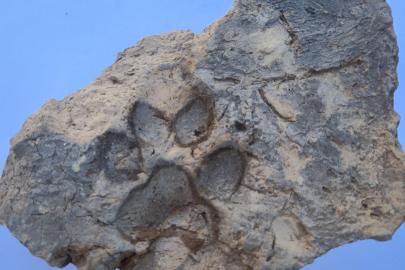 Tavşanlı Höyük’te 4 bin yıllık pati izi bulundu