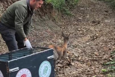 Tedavisi tamamlanan karaca doğal yaşam alanına salındı