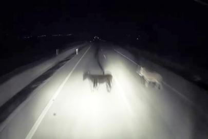 Tırın eşeklere çarpma anı kameralara yansıdı