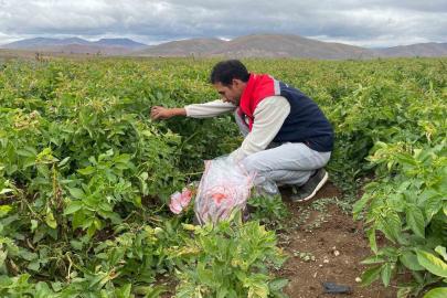 Tohumluk patates üretim alanlarında karantina kontrolü yapıldı