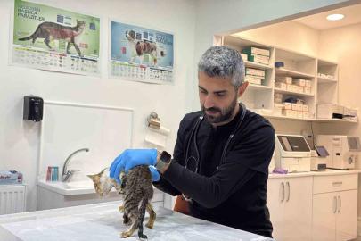 Tokat’ta binlerce kişiyi hastanelik eden şikayetler kedi ve köpeklerde de görüldü