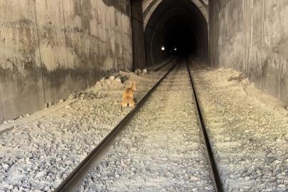 Tren, tünele giren dağ keçilerine çarptı