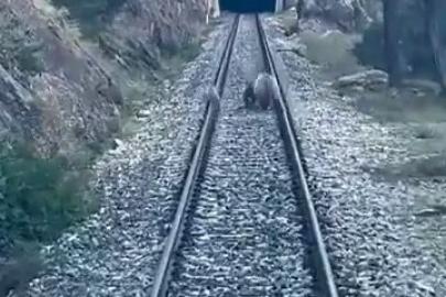 Tren yoluna çıkan ayılar panikle kaçıştı