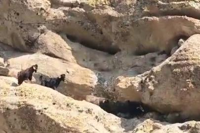Tunceli’de 70 metre yükseklikte mahsur kalan keçiler kurtarıldı