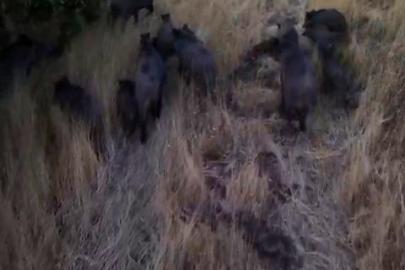 Tunceli’de dronla görüntülenen domuz sürüsü üreticileri endişelendirdi