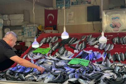 Türkeli’de palamut bereketi: Fiyatı düştü, yüzler güldü
