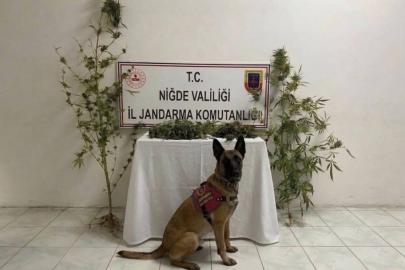 Ulukışla’da uyuşturucu operasyonu: 350 gram uyuşturucu ele geçirildi