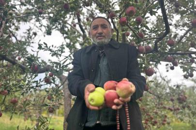 Van’da bir ağaçta hem kırmızı hem yeşil elma