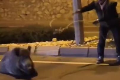 Yaban domuzunu kement atarak yakaladı