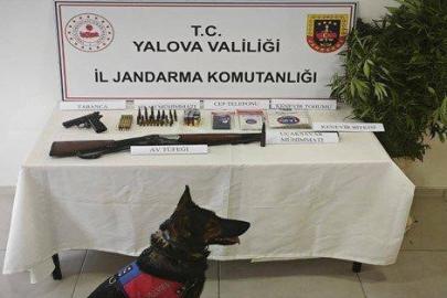 Yalova’da yasa dışı kenevir operasyonu