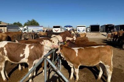 Yozgat’ta hayvan pazarları yeniden açıldı