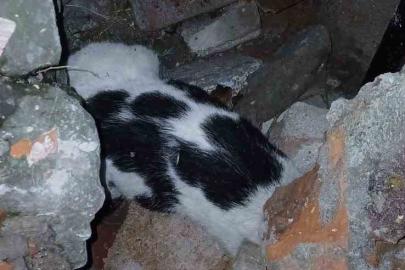 Zonguldak’ta enkazdan kurtarılan kedi tedavi altına alındı