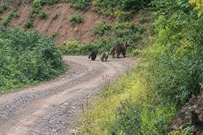 Ormanda sürpriz karşılaşma: Biri yavrularıyla kaçtı, diğeri izledi
